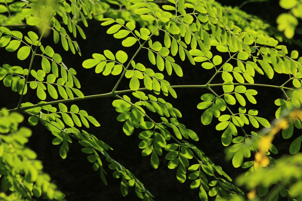 Detailed photo capturing the bright green leaves of a Moringa tree against a dark background.
