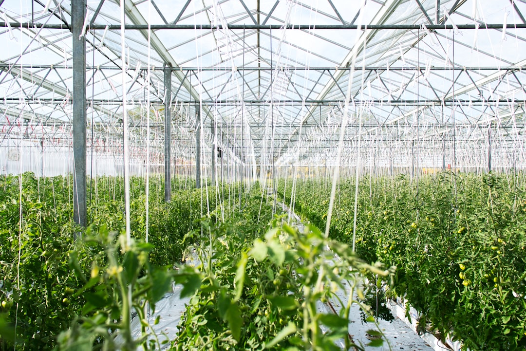 green-plants-1q75brekpms