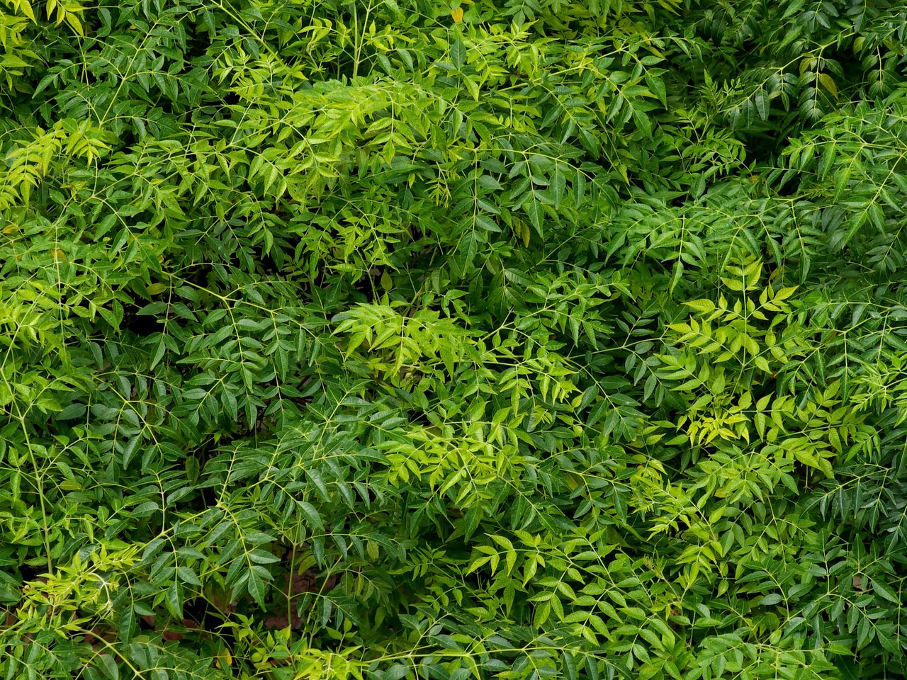 Dense green foliage of a tree with vibrant leaves filling the frame, showcasing natures abundance.