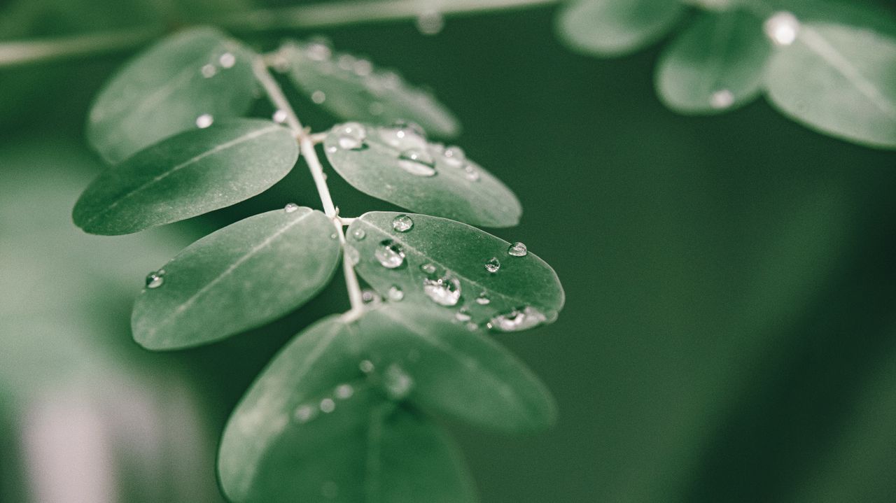 Green fresh foliage of drumstick tree with drops of dew on leaves in garden in sunny morning