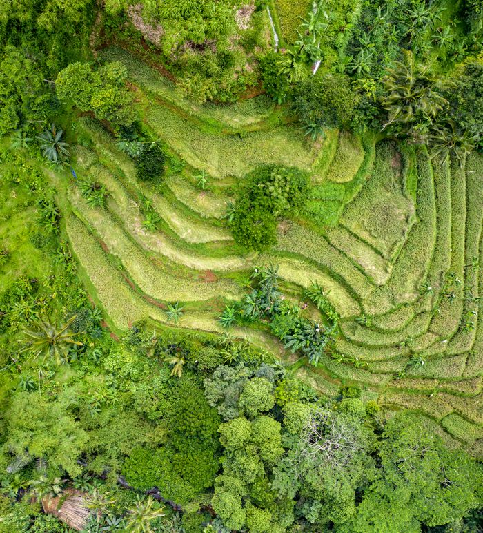 menu-03 A stunning aerial capture of green rice terraces in Waluran, Indonesia showcasing natural beauty and agriculture.