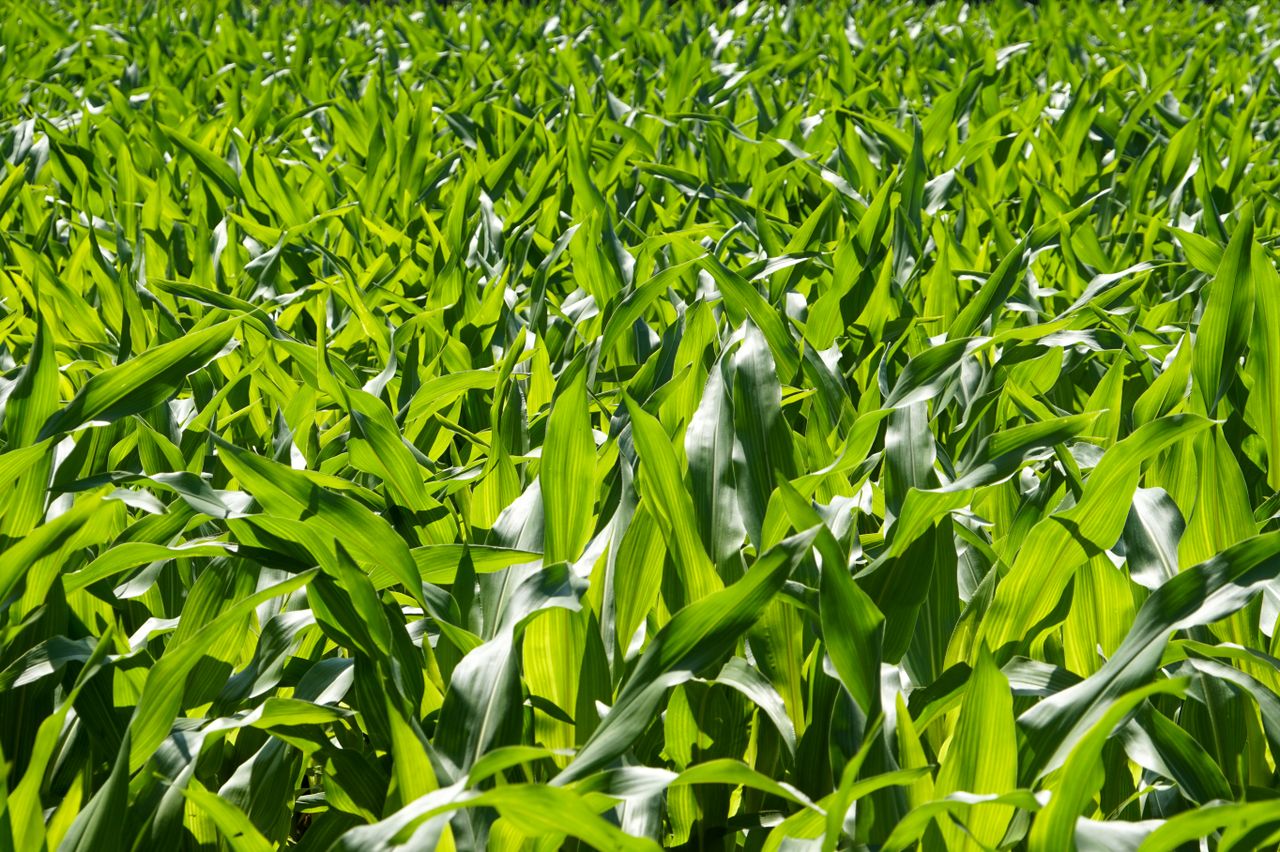 menu-02 Lush green cornfield captured under bright sunlight depicting agricultural abundance and vitality.