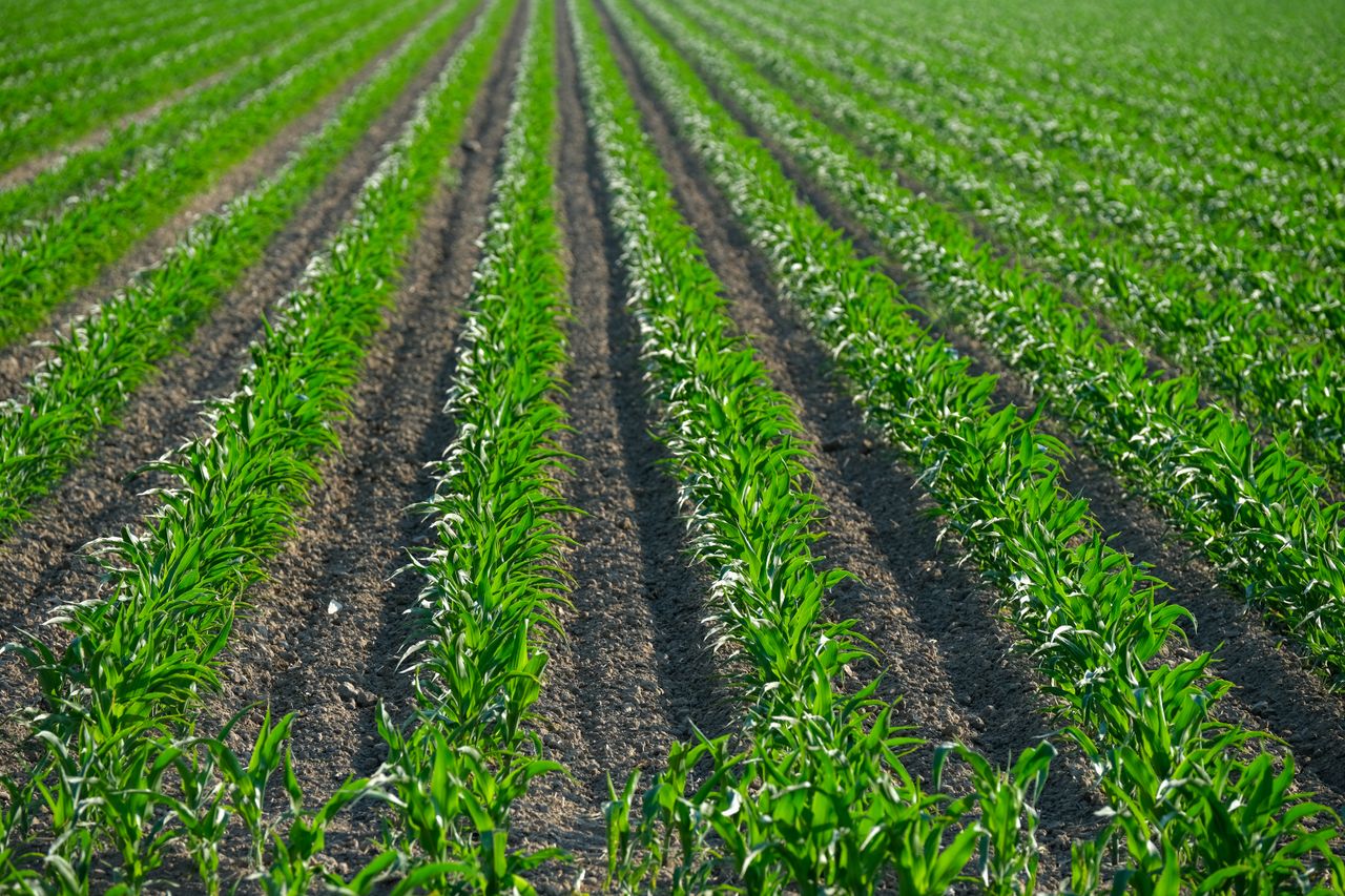 menu-09 Vibrant green corn plants growing in rows on a sunny day in summer.