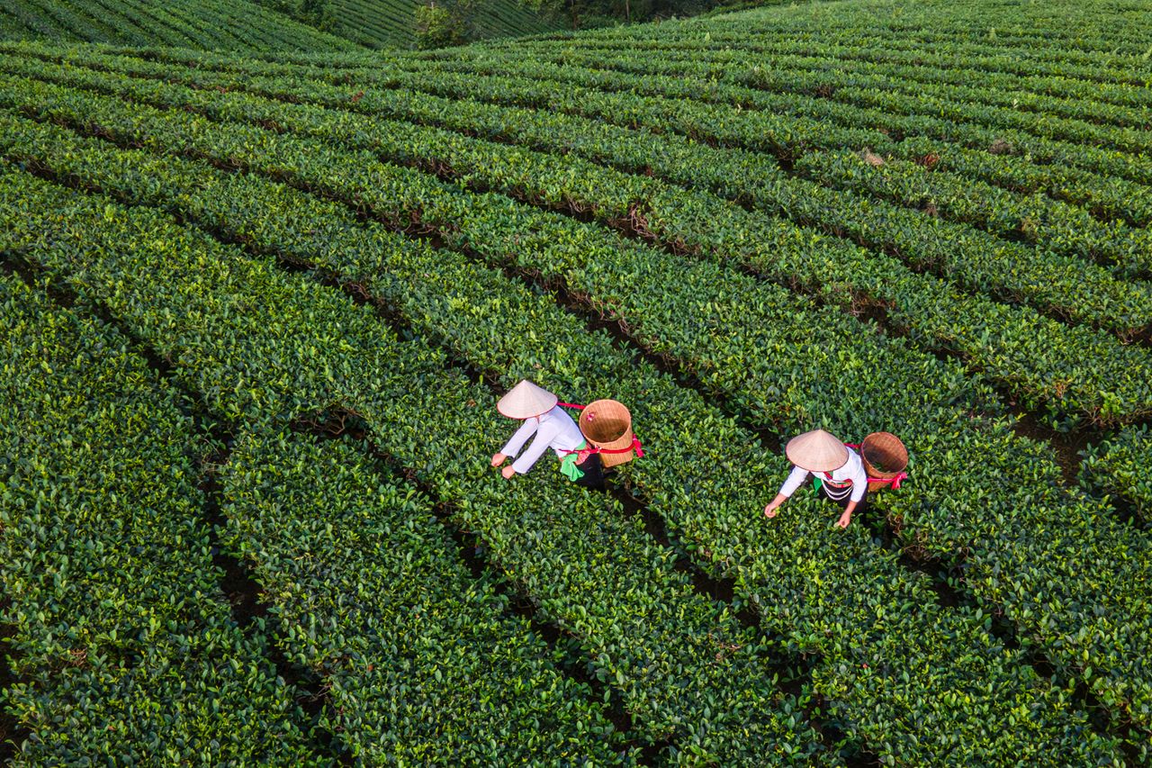 menu-01 Aerial view of tea farmers at work in lush Vietnam plantation.