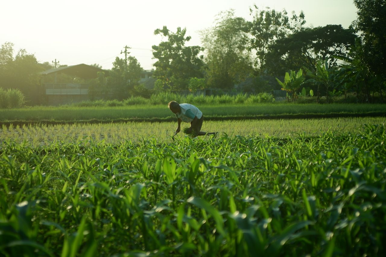 menu-15 A farmer tends to plants in a thriving green field under the sun, highlighting hard work and agriculture.
