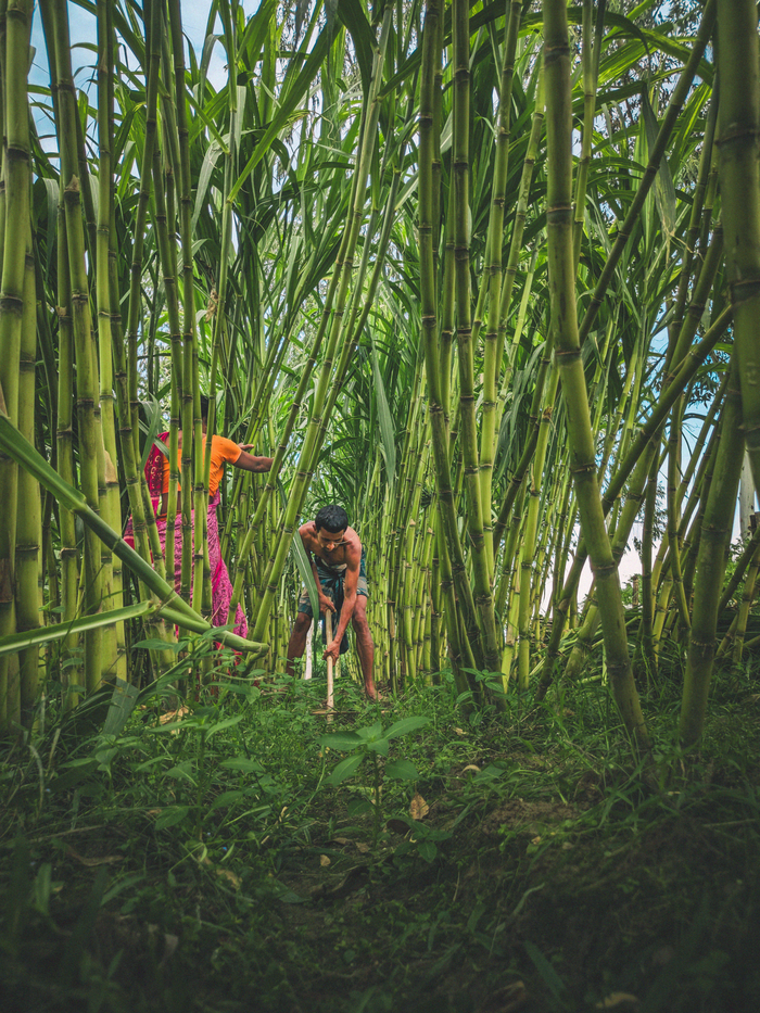 menu-12 Two South Asian farmers working in a lush sugarcane field, Bangladesh.