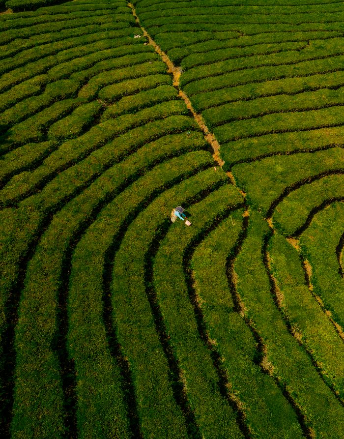 menu-17 An aerial view showcasing lush green tea plantations in Kerala, India with a lone worker visible.