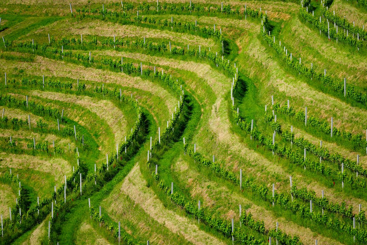 menu-08 Aerial shot of verdant terraced vineyards, showcasing vibrant green patterns.
