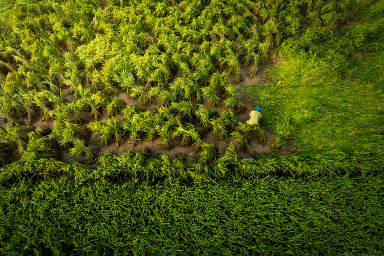 menu-13 Aerial shot of a farmer working in a vibrant green rice field, displaying agricultural labor and lush nature.