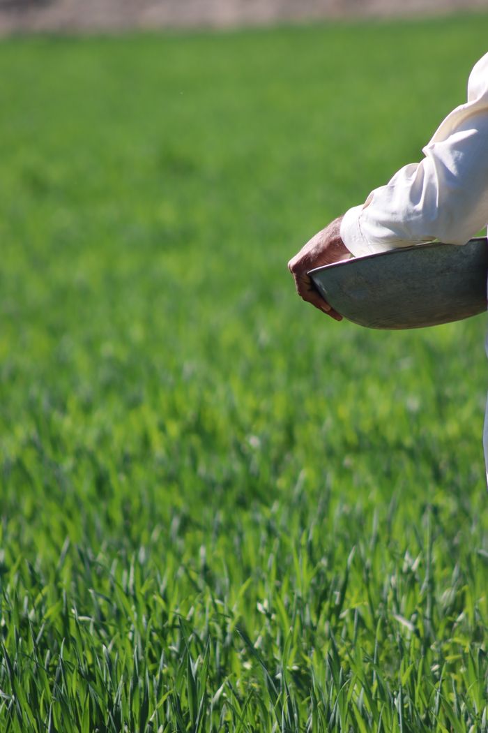 menu-10 A farmer sowing seeds by hand in a lush, green agricultural field during the day.
