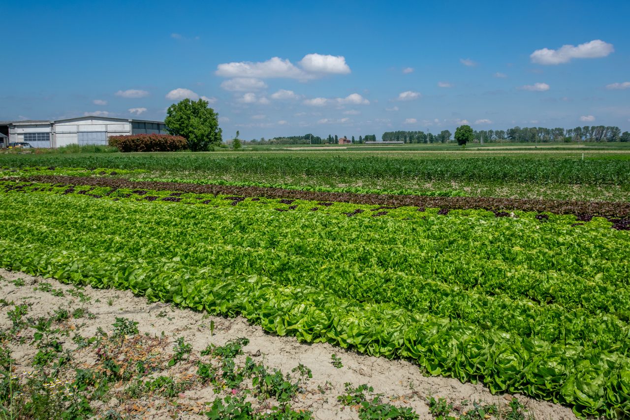 menu-14 Vibrant agricultural landscape in Castellazzo Bormida, showcasing lush lettuce fields under a clear sky.