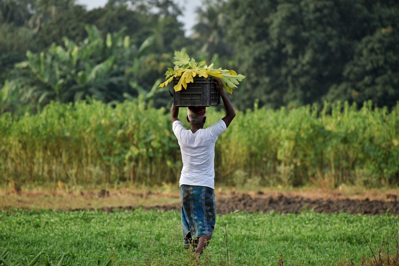 menu-05 Back view of a farmer carrying produce in a lush, green plantation area.