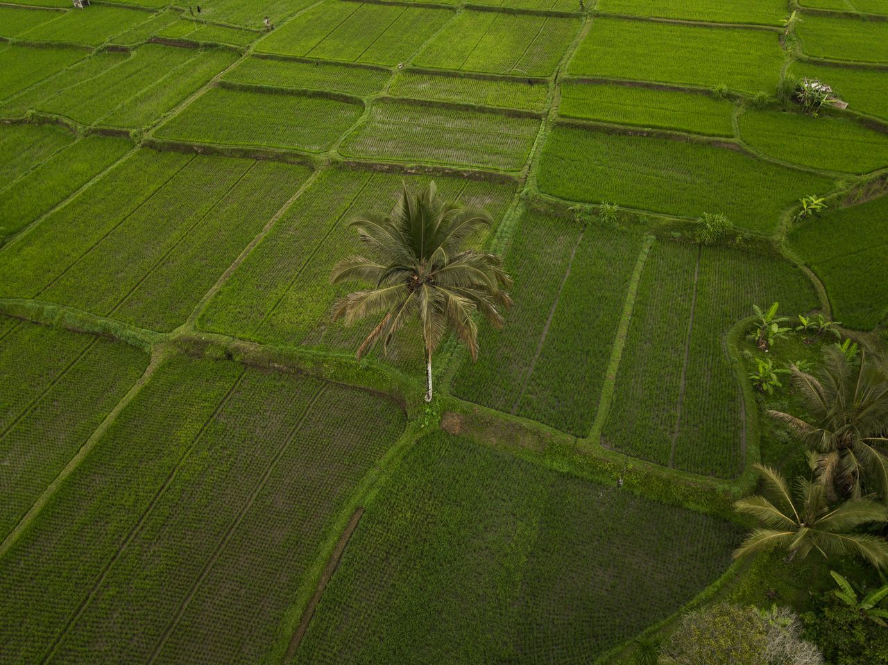 Aerial view of vibrant green rice fields with a single palm tree in a rural landscape.