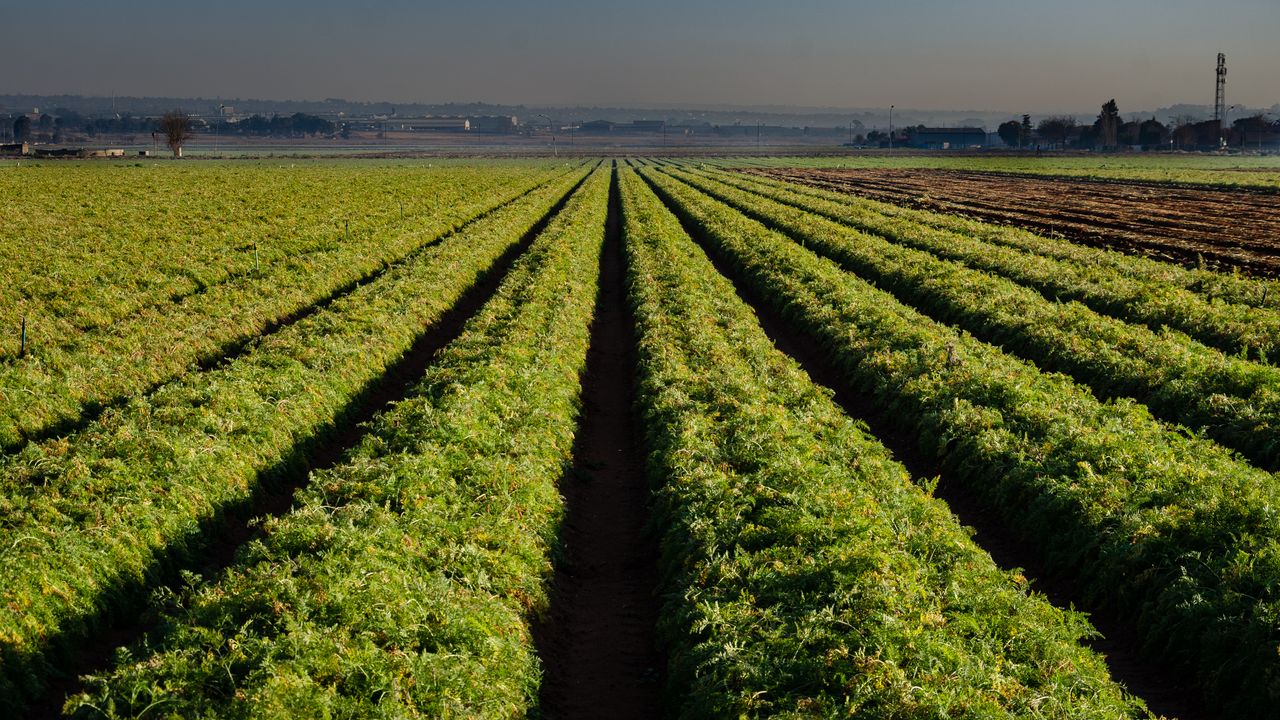 menu-04 A wide view of green crops growing in symmetrical rows in a rural farmland setting.
