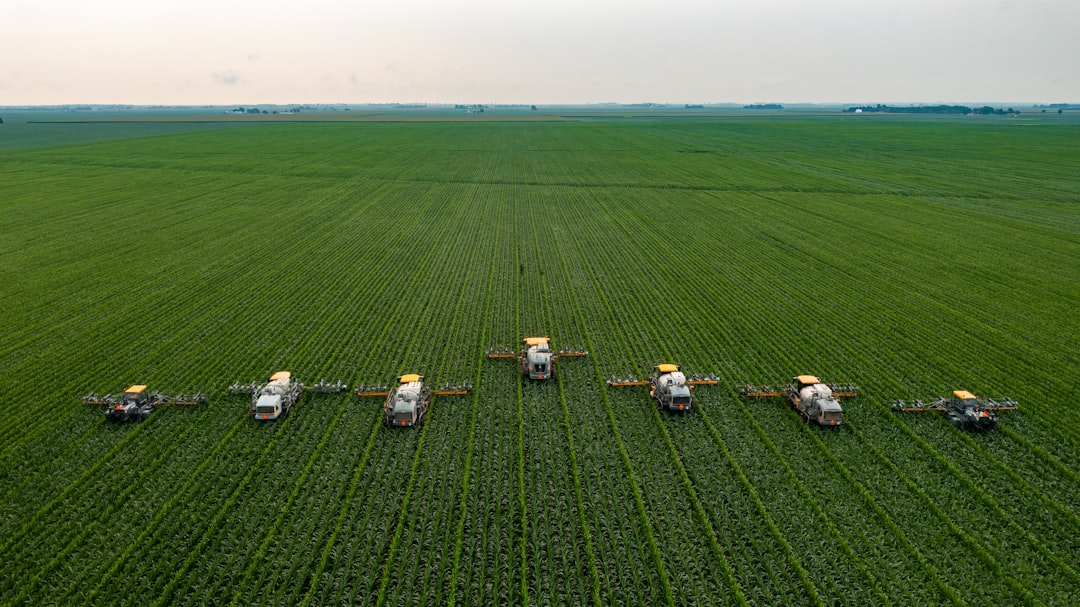 Detasseling Corn in Central Illinois